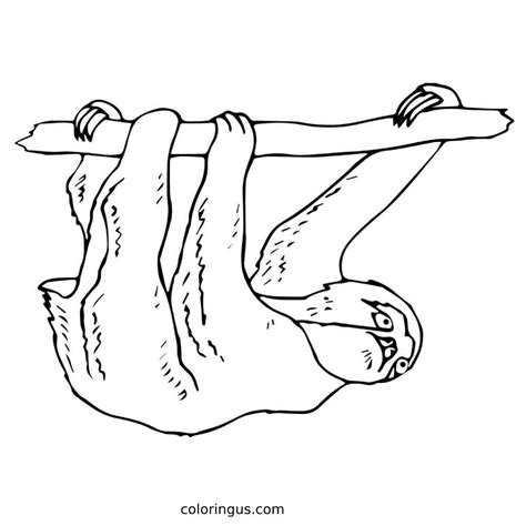 Sloth Coloring Pages (Free Printable PDF)