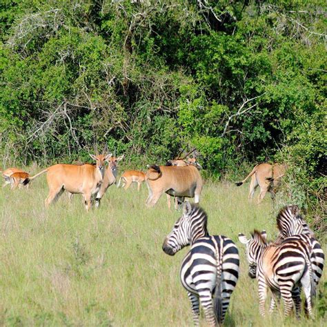 HOME RWANDA SAFARIS (2025) All You Need to Know BEFORE You Go (with ...