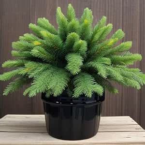 AP GARDEN Araucaria Live Plant "Christmas, Tree" Air Purifying, Monkey ...