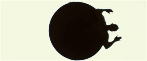 The Arboria Institute of Well Being - Global pioneer in 'Bass ...