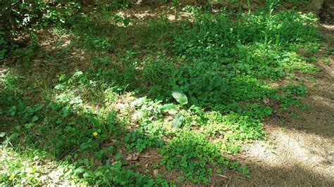 Image result for Arduino Weed Identifier Python