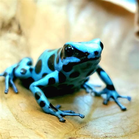マダラ ヤドクガエル "マイクロスポット" Dendrobates auratus "Microspot" | Amazonarium