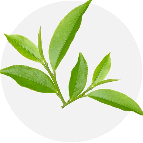 Natural Skincare Solutions For Radiant Skin - Cladiare Switzerland