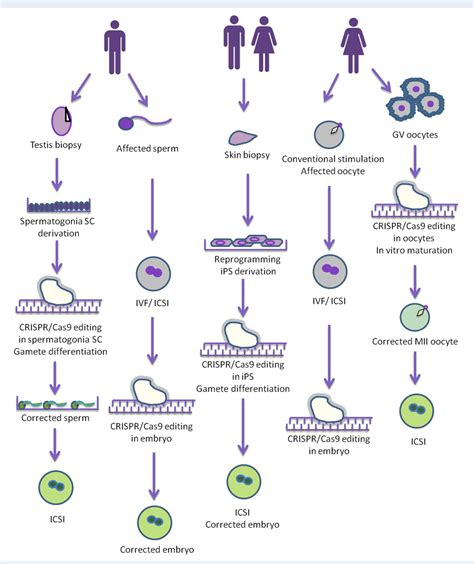 Image result for Process Germline Tissue Sample