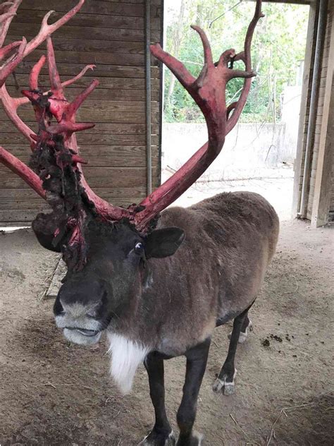 Do male reindeer have antlers online