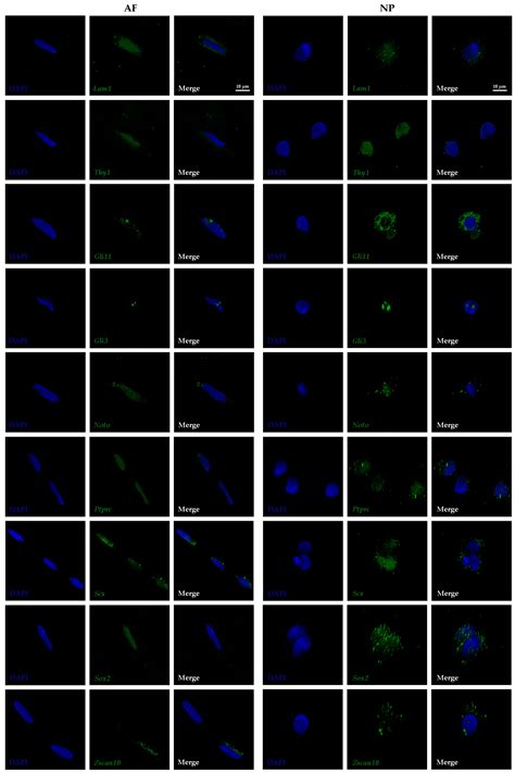 Quantitative Single-Cell Transcript Assessment of Biomarkers Supports ...