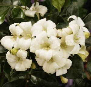 PUNARVA Murraya Paniculata Plant Price in India - Buy PUNARVA Murraya ...