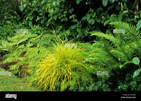 shady border with ferns and grasses Adiantum formosum Polystichum Carex ...