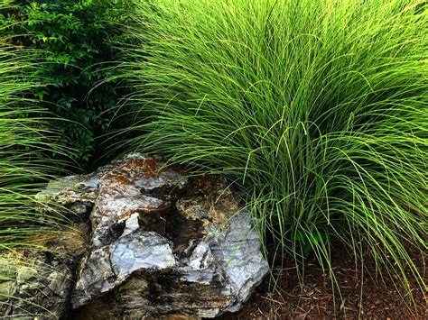 Top 7 Ornamental Grasses for Iowa - Landscaping in Des Moines, IA ...