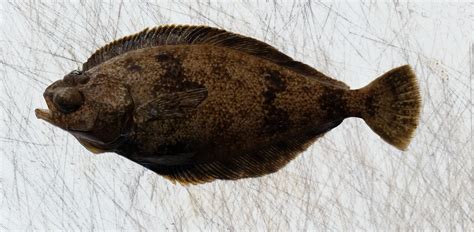 Pacific Sanddab | Mexican Fish.com