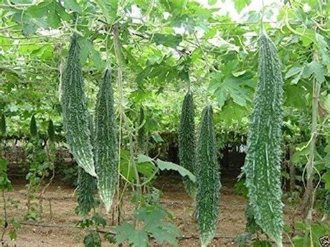syngenta Bittergourd Seed Price in India - Buy syngenta Bittergourd ...