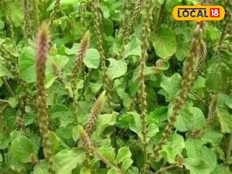 benefits of Chirchita root and plant treatment of urinary disease cold ...