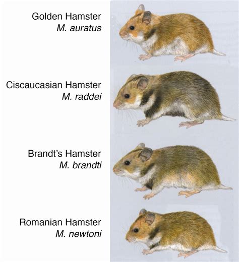 Zoology Jottings: History of the Golden Hamster: 4. Closely-related hamster species