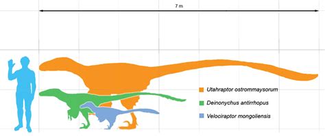 Clever Girl – The Jurassic Park Velociraptor Debate — #Museumpalooza