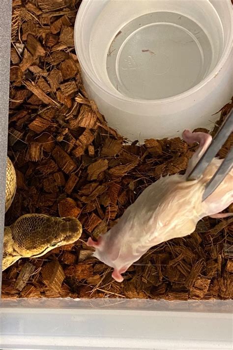 Ball Python Eating Fish 的图像结果