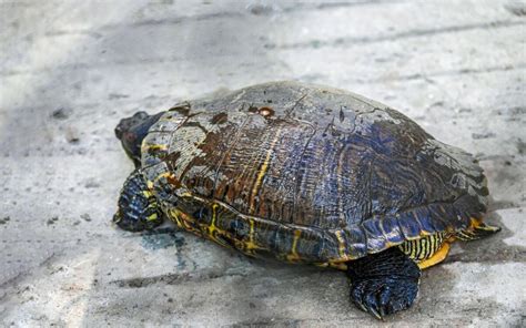 Image result for Fat Turtle Shell