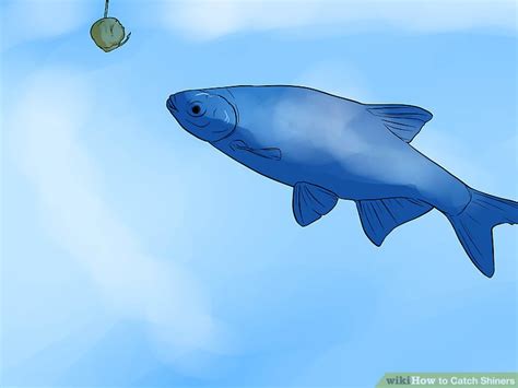 Image result for Catching Shiners with a Cast Net