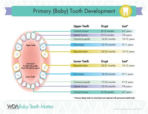 Baby Teeth Number Chart