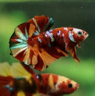 HMPK Candy Plakat Betta Nemo Candy Betta | FRESHWATERAQUATICA