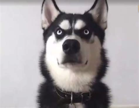 哈士奇图片搞笑表情包抖音哈士奇狗头表情包2022已更新今日热点