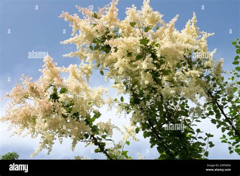 White shrub flowers Mountain Spray Holodiscus dumosus Stock Photo - Alamy