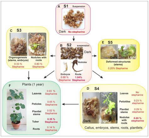 Tempo-Spatial Pattern of Stepharine Accumulation in Stephania Glabra ...