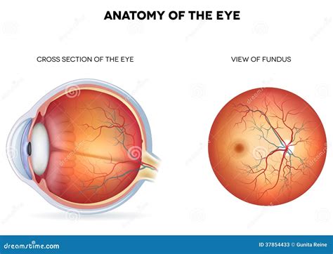 Anatomy of the Eye, Cross Section and View of Fund Stock Vector ...