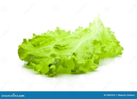 Lettuce Leaf Under Light Microscope Stock Photo | CartoonDealer.com ...