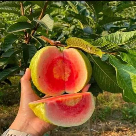 TAPOBON Red Diamond Guava Amrood Fruit Grafted Plants & Tree(1.5-3 Feet ...