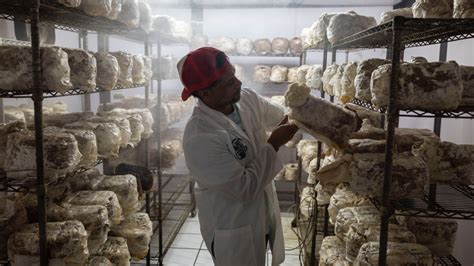 Paso a paso: así cultivan hongos medicinales en Aguada - El Nuevo Día