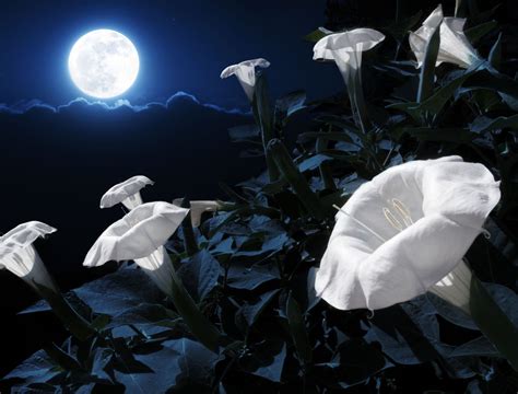 Twilight Treasures: 7 Plants and Flowers to Flourish in Your Moon Garden