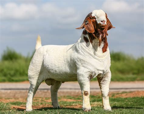 Boer goat breed characteristics weight gain chart – Artofit