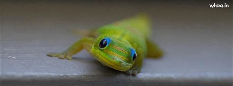 Lizard Facebook Cover #7