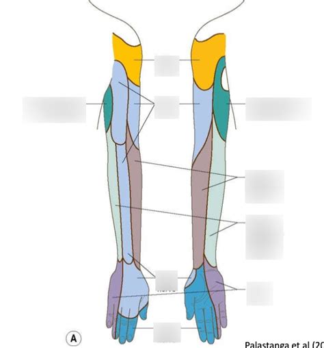 Peripheral Nerve Distribution 的图像结果