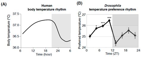 Drosophila Temperature Preference Rhythms: An Innovative Model to ...