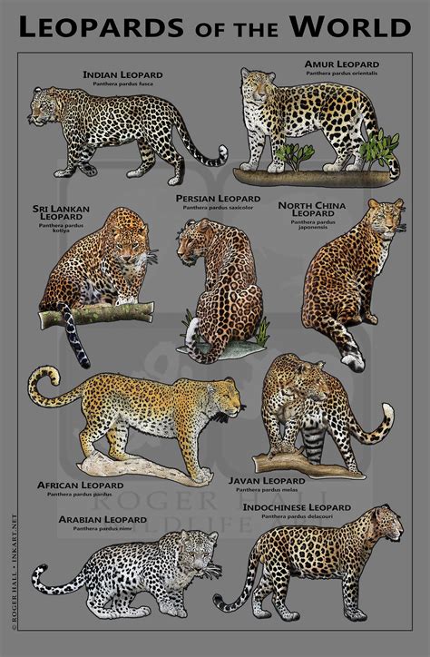 Leopards of the World Poster / Field Guide - Digital Prints - Etsy in ...