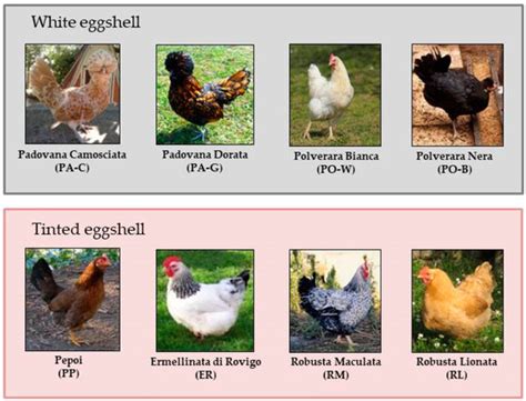 Egg Quality of Italian Local Chicken Breeds: II. Composition and ...