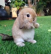 Image result for Cute Fat Bunny