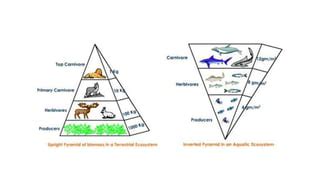 Image result for Ecological Pyramids Explained