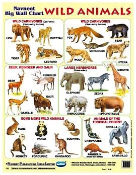 Navneet-Happy-Wall-Charts-Wild-Animals