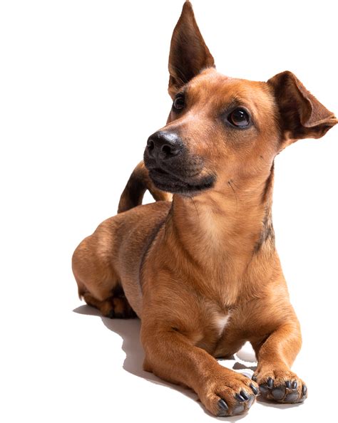 small-brown-dog - NTFA