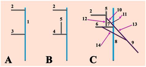 Medicina | Special Issue : Topographic Anatomy of the Human Body