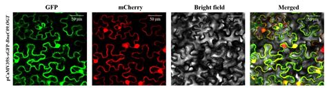 O-Glycosyltransferase Gene BnaC09.OGT Involved in Regulation of ...