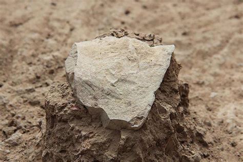 Earliest evidence of stone tool use • Becoming Human