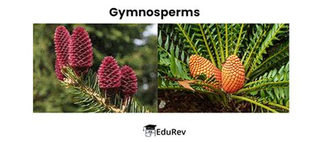 Gymnosperms - Biology Class 11 - NEET PDF Download