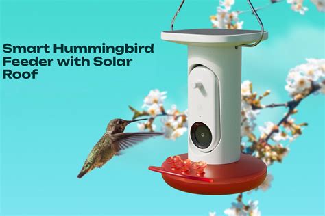 Questions and Answers: Bird Buddy Smart Hummingbird Feeder with Solar ...