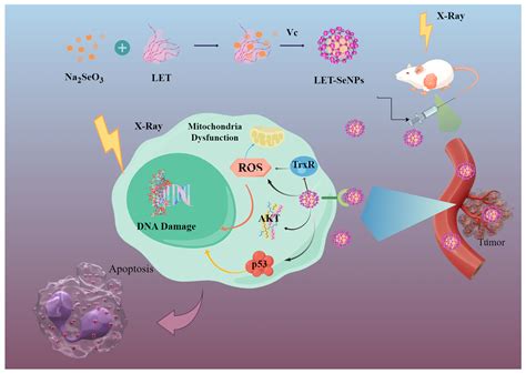 Image result for Selenium Prostate Cancer
