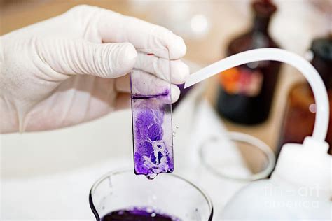 Image result for Microscope Staining