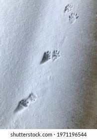 72 Raccoon tracks snow Images, Stock Photos & Vectors | Shutterstock