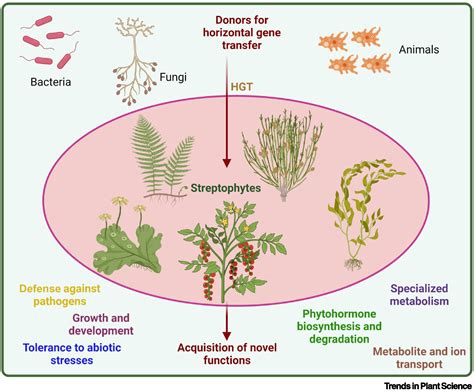 Horizontal gene transfer and the evolution of land plants: Trends in ...